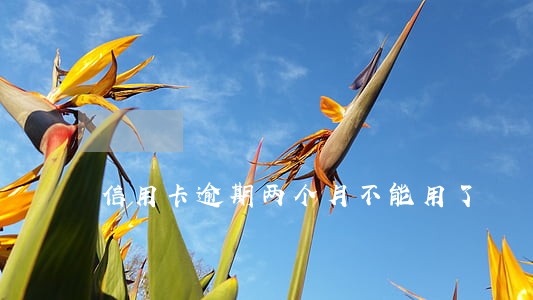 信用卡逾期两个月不能用了 信用卡逾期两个月不能用了