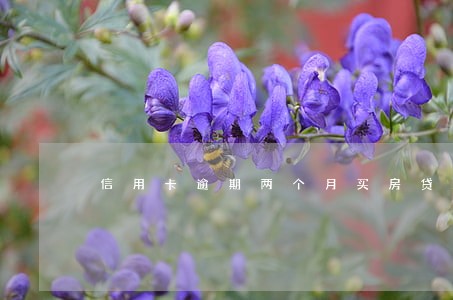 信用卡逾期两个月买房贷款吗 信用卡逾期两个月买房贷款吗