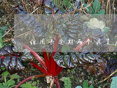 信用卡逾期两个月了后还了一半