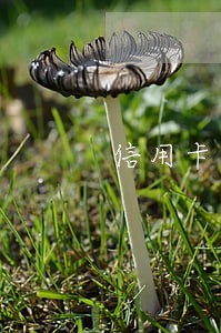 信用卡逾期两个月会停吗