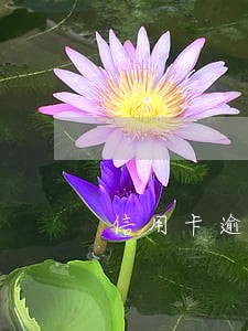 信用卡逾期两个月会冻结么 信用卡逾期两个月会冻结么