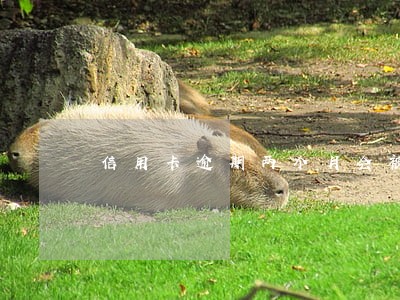 信用卡逾期两个月会被销卡么 信用卡逾期两个月会被销卡么