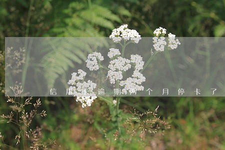 信用卡逾期两个月停卡了 信用卡逾期两个月停卡了
