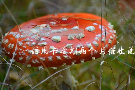 信用卡逾期两个月催收说上门 信用卡逾期两个月催收说上门