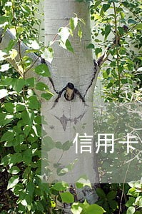 信用卡逾期两个月是失信吗