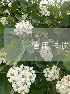信用卡逾期两个月能解冻吗 信用卡逾期两个月能解冻吗