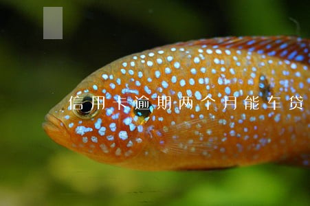 信用卡逾期两个月能车贷吗 信用卡逾期两个月能车贷吗