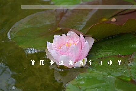 信用卡逾期两个月账单