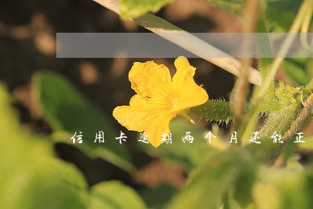 信用卡逾期两个月还能正常使用 信用卡逾期两个月还能正常使用