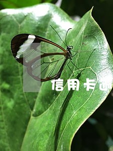 信用卡逾期两个月还能贷款 信用卡逾期两个月还能贷款