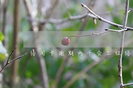 信用卡逾期两千会上征信吗 信用卡逾期两千会上征信吗