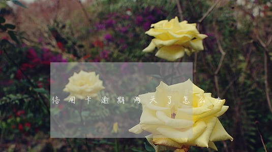 信用卡逾期两天了怎么办