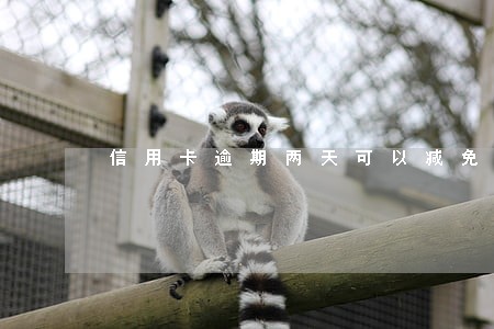 信用卡逾期两天可以减免 信用卡逾期两天可以减免