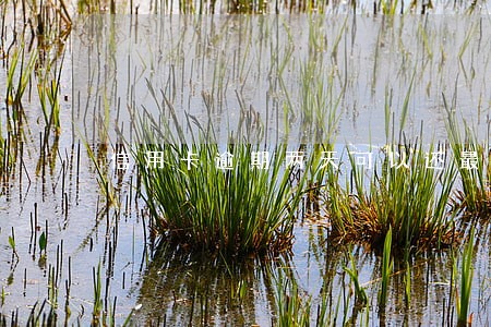 信用卡逾期两天可以还最低吗 信用卡逾期两天可以还最低吗