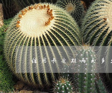 信用卡逾期两天多久才能协商 信用卡逾期两天多久才能协商