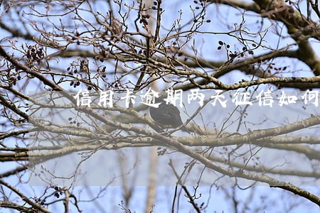 信用卡逾期两天征信如何消除