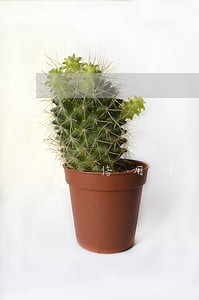信用卡逾期两天忘记还 信用卡逾期两天忘记还