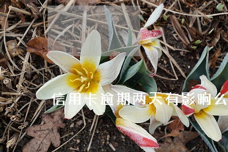 信用卡逾期两天有影响么 信用卡逾期两天有影响么