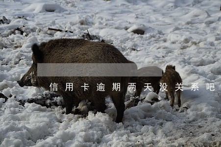信用卡逾期两天没关系吧