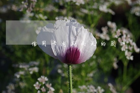 信用卡逾期两天的图片 信用卡逾期两天的图片