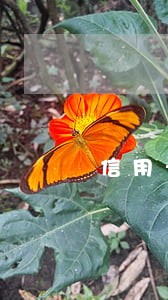 信用卡逾期两天还了最低还款额