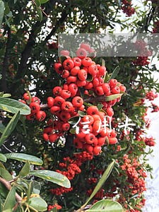 信用卡逾期两天还能坐高铁吗 信用卡逾期两天还能坐高铁吗