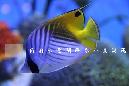 信用卡逾期两年一直没还 信用卡逾期两年一直没还