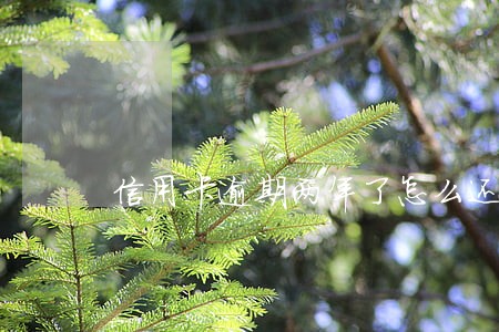 信用卡逾期两年了怎么还全款 信用卡逾期两年了怎么还全款