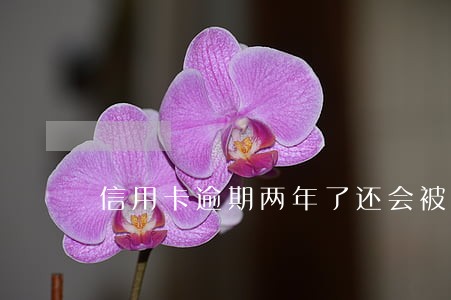信用卡逾期两年了还会被起诉吗 信用卡逾期两年了还会被起诉吗