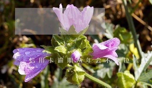 信用卡逾期两年会不会拉黑征信