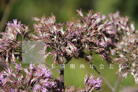 信用卡逾期两年会怎样 信用卡逾期两年会怎样