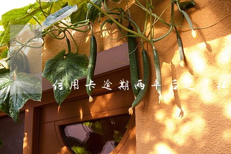 信用卡逾期两年后还了征信还不上 信用卡逾期两年后还了征信还不上