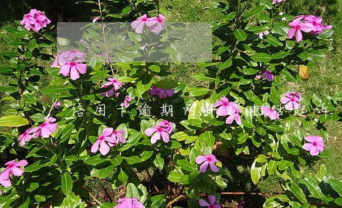 信用卡逾期两年打电话起诉 信用卡逾期两年打电话起诉