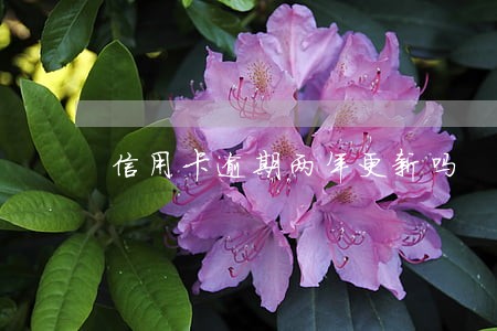 信用卡逾期两年更新吗 信用卡逾期两年更新吗