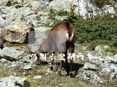 信用卡逾期两年没人催收 信用卡逾期两年没人催收
