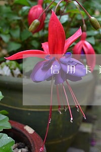 信用卡逾期两年申请复议 信用卡逾期两年申请复议