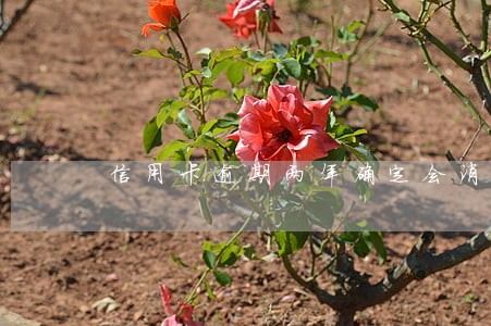 信用卡逾期两年确定会消除