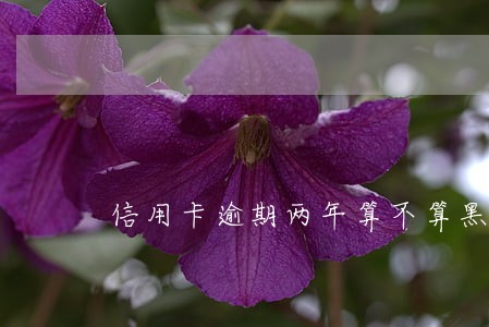 信用卡逾期两年算不算黑户 信用卡逾期两年算不算黑户