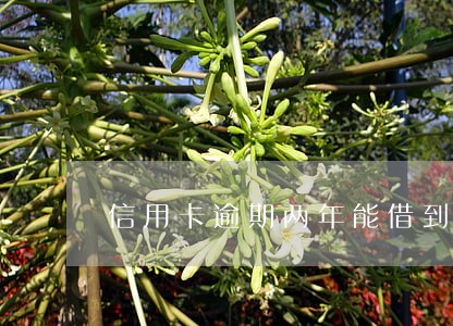 信用卡逾期两年能借到钱吗 信用卡逾期两年能借到钱吗