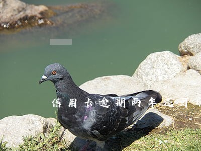 信用卡逾期两年还可以办银行卡吗 信用卡逾期两年还可以办银行卡吗