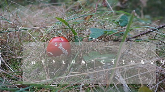 信用卡逾期两年还可以协商分期吗