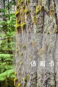 信用卡逾期两年还能办 信用卡逾期两年还能办