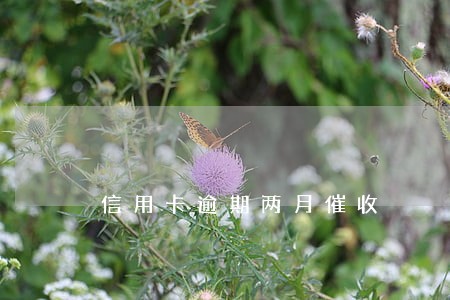 信用卡逾期两月催收 信用卡逾期两月催收