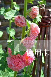 信用卡逾期两期账单一起还