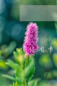 信用卡逾期两次我该怎么处理 信用卡逾期两次我该怎么处理