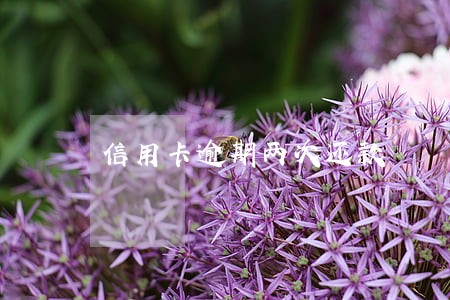 信用卡逾期两次还款 信用卡逾期两次还款