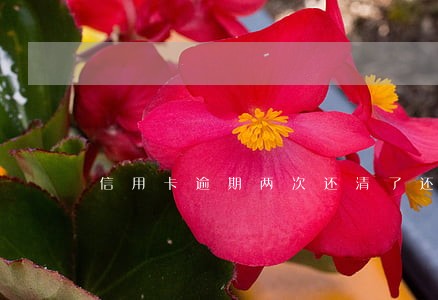 信用卡逾期两次还清了还可以吗 信用卡逾期两次还清了还可以吗