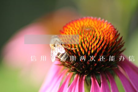 信用卡逾期两次还能办信用卡
