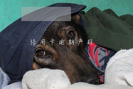 信用卡逾期严打