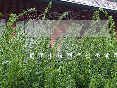 信用卡逾期严重不能用用了怎么办 信用卡逾期严重不能用用了怎么办